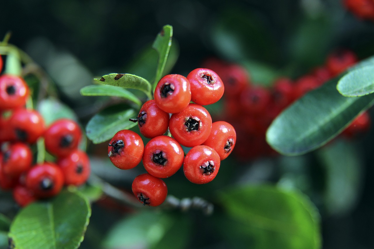 朗斯以领先 朗斯以领先