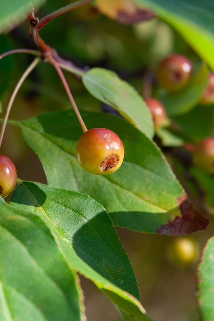 曾有多个球 曾有多个球