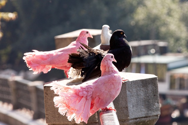 球发展的新 球发展的新
